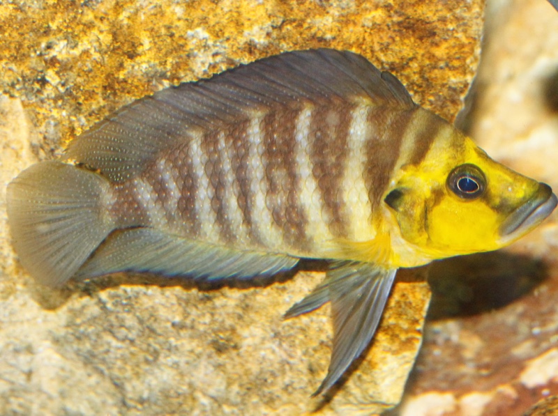 Altolamprologus compressiceps 'Muzi'